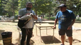 Konyada insanlardan kaçmadan gezinen yavru leylek parkın maskotu oldu