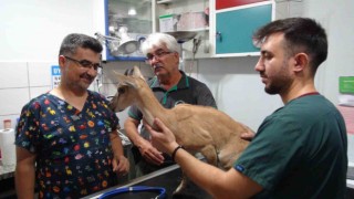 Köpekler tarafından saldırıya uğrayan ve tedavisi tamamlanan yavru dağ keçisi doğaya bırakıldı