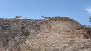 Koruma altındaki dağ keçileri Harputta görüntülendi