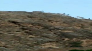 Koruma altındaki dağ keçileri tarihi ilçede görüntülendi
