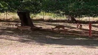 Köye, sürü halinde inen yaban keçileri görüntülendi