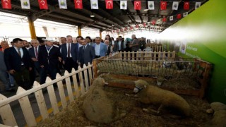 Küçükbaş hayvancılık festivali için geri sayım başladı