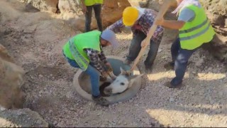 Kuyuya düşen eşek iş makinasıyla kurtarıldı