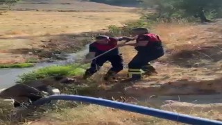 Kuyuya düşen köpeği itfaiye ekipleri kurtardı