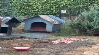 Maltepede vatandaşların fare sitemine belediyeden tepki çeken açıklama