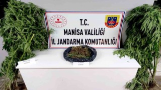 Manisa Jandarmasından kenevir ve esrar operasyonu