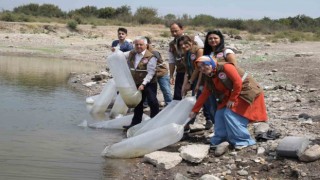 Manisada 890 bin sazan suyla buluştu