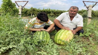 Manisalı çiftçi üzüm bağında 30 kiloluk karpuz yetiştirdi