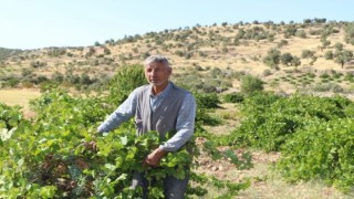Mardinde dördüncü kuşak üzüm yetiştiricisi yüksek rekolte bekliyor