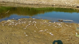 Kuraklık Menderes nehrini vurdu, yüzlerce balık telef oldu.