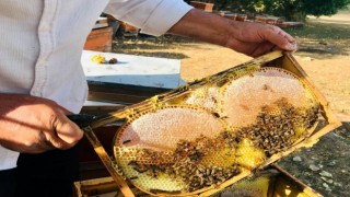 Merakla başladığı arıcılıkta, 70 kovandan binlerce kilo Gülbal üretiyor