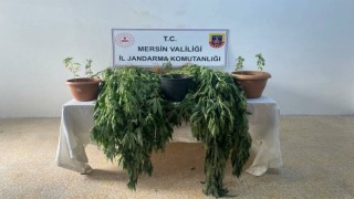 Mersinde 327 kök kenevir ele geçirildi