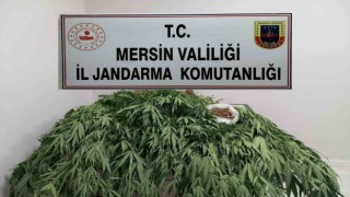 Mersinde 341 kök kenevir ele geçirildi