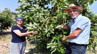 Mersinde avokado fidanı desteği üreticilerin yüzünü güldürüyor
