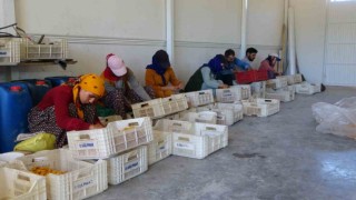 Mevsimlik tarım işçilerinin kayısı mesaisi sürüyor