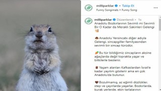 Milli Parkların Anadolu yersincabı paylaşımı beğeni topladı