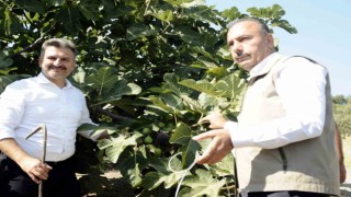 Mudanyada kraliçe incirinin hasadı başladı