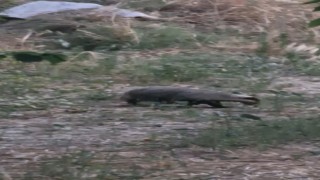 Muğlada kırmızı listedeki porsuk görüntülendi