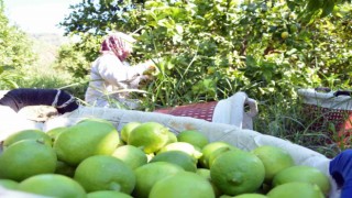 Muğlada limon üretiminde yüzde 222 artış bekleniyor