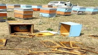 Muşta aç kalan ayılar kovanları parçaladı