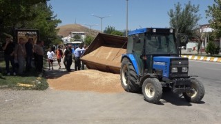 Muşta buğday yüklü römork devrildi