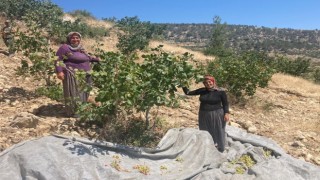 Mersin'de 5 yıl önce verilen fıstık ağacı meyve verdi