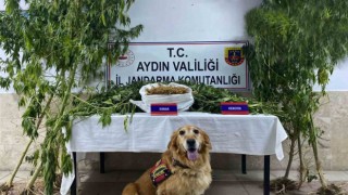 Nazillide uyuşturucu operasyonu: 1 yakalama