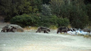 Nemruttaki boz ayılar aç kalınca çöplüklere dadandı