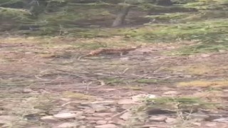 Nesli tükenen vaşak ile sohbet eden vatandaşın görüntüsü gülümsetti