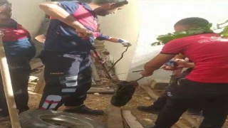 Odunlukta görülen yılan korkuttu