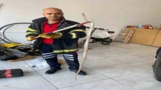 Ofise giren zehirli yılan korkuttu