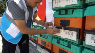 Ömrünü tamamlayan ağaçlar, kovan oluyor