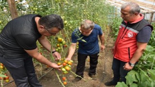 Orduda örtü altı yetiştiriciliği 9 yılda yüzde 80 arttı