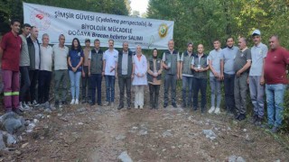Ormanlarda şimşir güvesi zararlısı ile mücadelede olumlu sonuçlar alındı