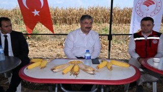 Osmaniye mısır üretiminde Türkiyede 6. sırada