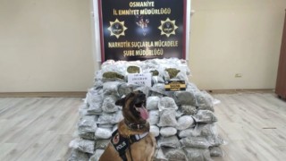 Osmaniye'de 145 Kilo 450 Gram Skunk Ele Geçirildi