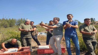 Zararlı böceklerle mücadele etmek için doğaya keklik bırakıldı