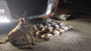 Osmaniye'de 40 kilo skunk ele geçirildi