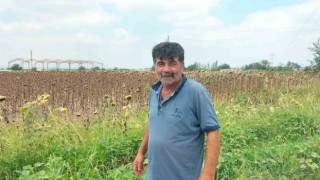Osmaniyede ayçiçeği hasadı başladı