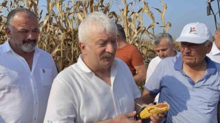 Osmaniyede mısır üreticisi fiyat bekliyor