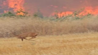 Çanakkale orman yangının kaçan karaca gündem oldu