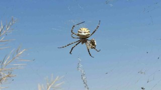 (ÖZEL) Örümceği görünce tarlasına girmeye korkar oldu