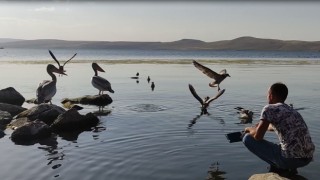 Pelikanlar Akçakale Adasının maskotu oldu