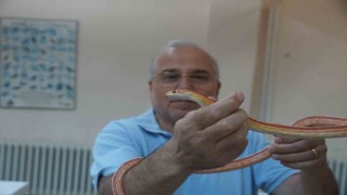 Prof. Dr. Olgun: Pandemi yılanların sayısını artırdı