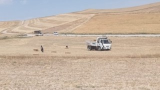Pursaklar Belediyesi, buğday haşatından kalanları hayvanlara veriyor