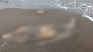 Sahilde dolaşan muhtar deniz kenarında ceset buldu