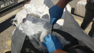 Samanların içine saklanmış 172 kilo 200 gram skunk ele geçirildi