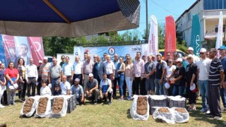 Samsunda çilek üreticisine 750 bin fide desteği