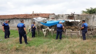 Samsunda uyarı yapılan 12 ahırın faaliyetine son