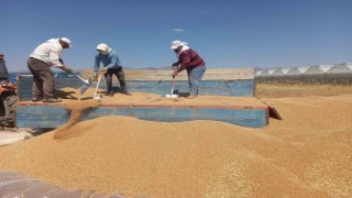 Sandıklıda arpa ve buğday alımı sürüyor